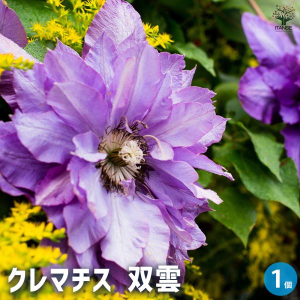 クレマチス 双雲 フェルトポット 花苗 /1個売り 花の苗 花木の苗 花木 風車 カザグルマ 鉄線 ...