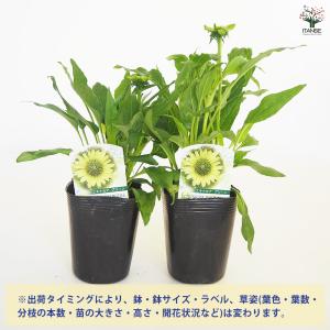エキナセア プレーリーブレイズグリーン 花苗 ...の詳細画像2