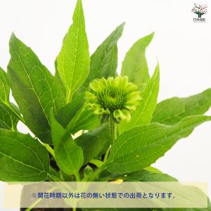 エキナセア プレーリーブレイズグリーン 花苗 ...の詳細画像3