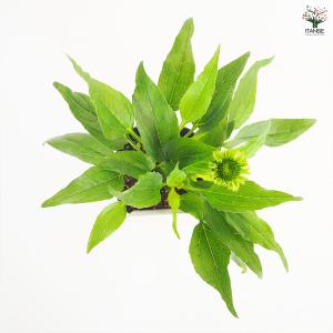 エキナセア プレーリーブレイズグリーン 花苗 ...の詳細画像4