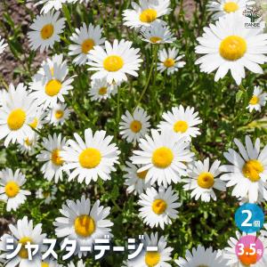 牡丹 花 苗 ボタン 鉢植え 春 連鶴 れんかく 豪華 多弁 八重 半抱え