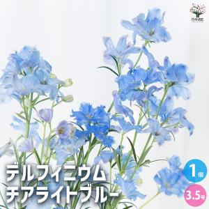 デルフィニウム チアライトブルー 花苗 3.5号/1個売り 花苗 花の苗 デルフィニウム デルフィニュウム デルフィニューム キンポウゲ