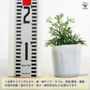 デルフィニウム チアライトブルー 花苗 3.5...の詳細画像1