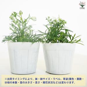 デルフィニウム チアライトブルー 花苗 3.5...の詳細画像2