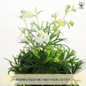 デルフィニウム チアライトブルー 花苗 3.5...の詳細画像3