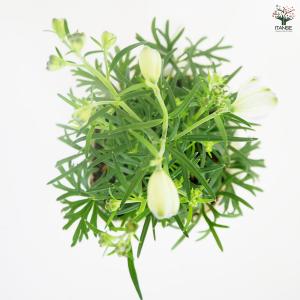 デルフィニウム チアライトブルー 花苗 3.5...の詳細画像4