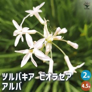 ツルバキア ビオラセア アルバ 花苗 4.5号/お買い得2個セット 球根植物 ラッパのような形 副花冠 斑入り ニラソウ 瑠璃二文字