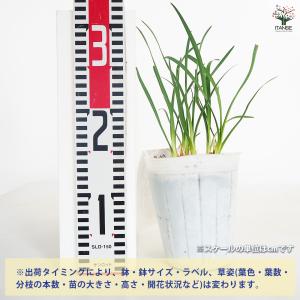 ツルバキア ビオラセア アルバ 花苗 4.5号...の詳細画像1