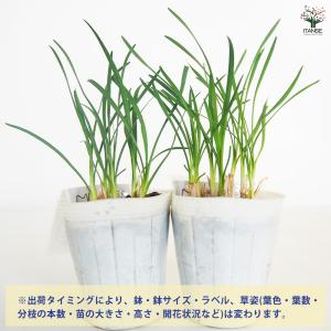 ツルバキア ビオラセア アルバ 花苗 4.5号...の詳細画像2