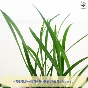 ツルバキア ビオラセア アルバ 花苗 4.5号...の詳細画像3