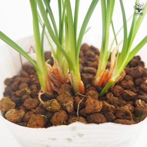 ツルバキア ビオラセア アルバ 花苗 4.5号...の詳細画像5