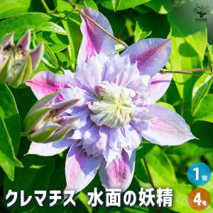 クレマチス 水面の妖精 花苗 4号/1個売り 花の苗 花木の苗 花木 風車 カザグルマ 鉄線 テッセン
