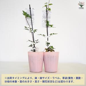 クレマチス 水面の妖精 花苗 4号/1個売り ...の詳細画像2
