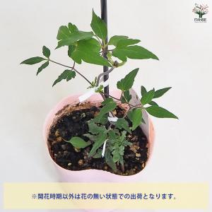 クレマチス 水面の妖精 花苗 4号/1個売り ...の詳細画像3