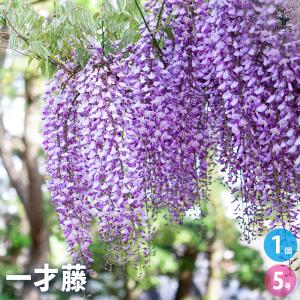 一才藤 花木苗 5号/1個売り 花藤 いっさいふじ 初心者向け 育てやすい お花の苗 落葉 つる性木本 鉢植え 盆栽