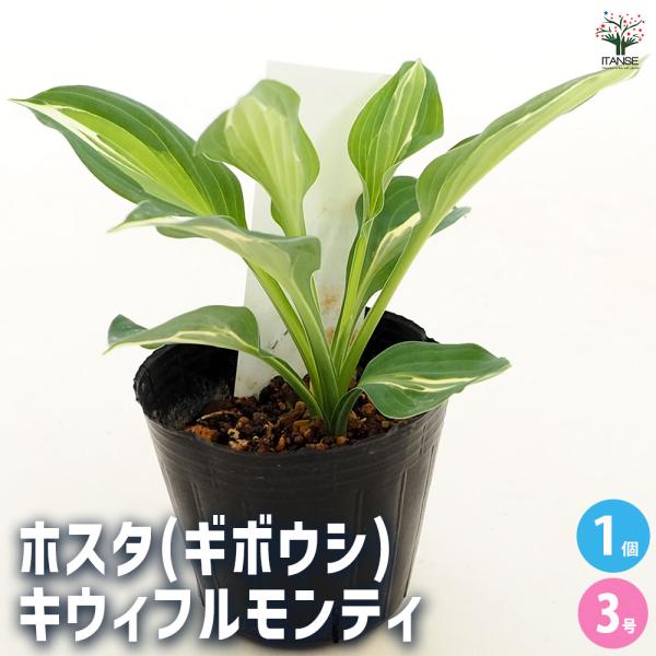 ホスタ(ギボウシ) キウィフルモンティ 花苗 3号/1個売り 宿根草 庭園 草花 擬宝珠 ぎぼうしゅ...