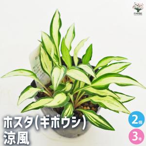 お買い得一点物咲き進み株】加藤農園 クリスマスローズ フレグランス