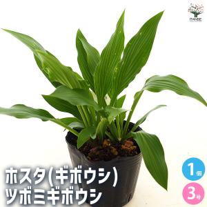 ギボウシ (お任せ品) 6ポットセット : 相馬グリーン - 通販 - Yahoo