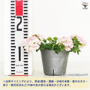 宿根バーベナ ピンクポップ 花苗 3.5号/お...の詳細画像1