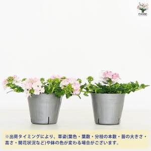 宿根バーベナ ピンクポップ 花苗 3.5号/お...の詳細画像2