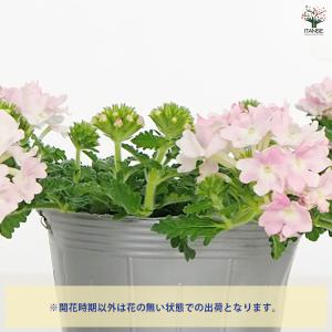 宿根バーベナ ピンクポップ 花苗 3.5号/お...の詳細画像3