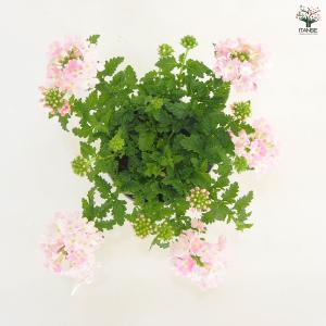 宿根バーベナ ピンクポップ 花苗 3.5号/お...の詳細画像4