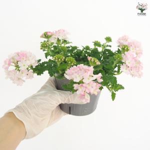 宿根バーベナ ピンクポップ 花苗 3.5号/お...の詳細画像5