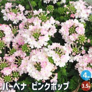 モミジ スケーターズ 花木苗 4号/1個売り もみじ 紅葉 カエデ 楓