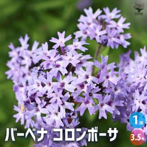 クリスマスローズ開花株 DDグロッシーカラー☆グロスレッド 360 現品