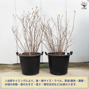 フォッサギラ ブルーシャドウ(万作) 花木苗 ...の詳細画像2