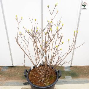 フォッサギラ ブルーシャドウ(万作) 花木苗 ...の詳細画像4