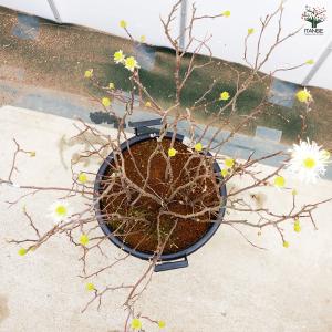 フォッサギラ ブルーシャドウ(万作) 花木苗 ...の詳細画像5