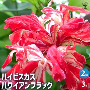 ITANSE バンクシア パラドーサドワーフジンジャー 庭木 7号鉢/1個売り