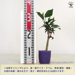 ハイビスカス マダムペレ 花木苗 3号/1個売...の詳細画像1