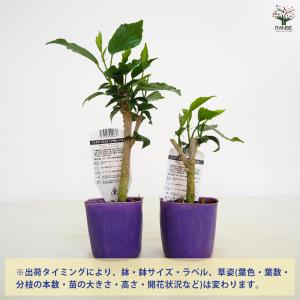 ハイビスカス マダムペレ 花木苗 3号/1個売...の詳細画像2