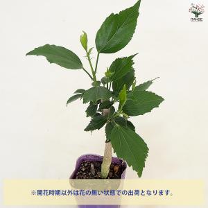 ハイビスカス マダムペレ 花木苗 3号/1個売...の詳細画像3