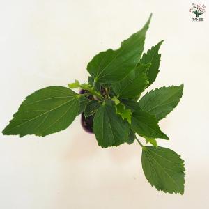 ハイビスカス マダムペレ 花木苗 3号/1個売...の詳細画像4