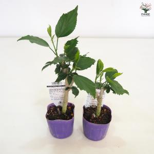 ハイビスカス マダムペレ 花木苗 3号/1個売...の詳細画像5