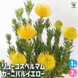 観葉植物 鉢花：リューコスペルマム マディグラスペティ*8号 現品をお