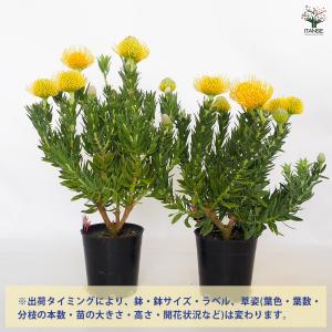 リューコスペルマム カーニバルイエロー 花木苗...の詳細画像2