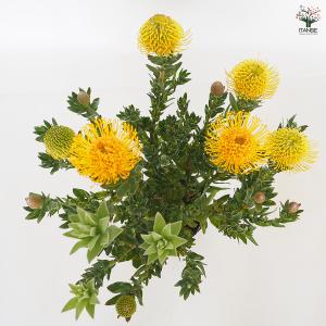リューコスペルマム カーニバルイエロー 花木苗...の詳細画像4