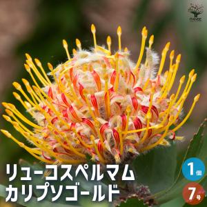 リューコスペルマム カリプソゴールド 花木苗 7号/1個売り 花苗 花の苗 花木の苗 花木 リューコスペルマム ピンクッション レウコスペルマム