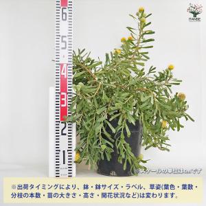 リューコスペルマム カリプソゴールド 花木苗 ...の詳細画像1