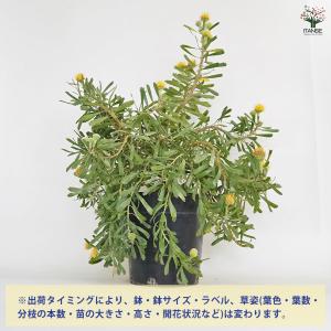 リューコスペルマム カリプソゴールド 花木苗 ...の詳細画像2