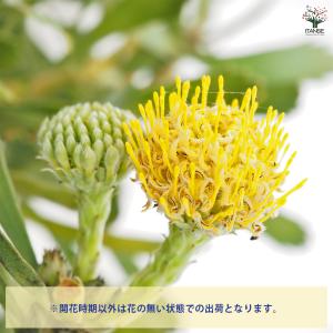 リューコスペルマム カリプソゴールド 花木苗 ...の詳細画像3