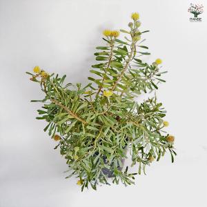 リューコスペルマム カリプソゴールド 花木苗 ...の詳細画像4