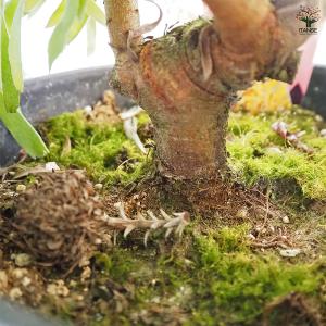 リューコスペルマム カリプソゴールド 花木苗 ...の詳細画像5