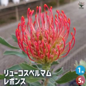 観葉植物 鉢花：リューコスペルマム マディグラスペティ*8号 現品をお