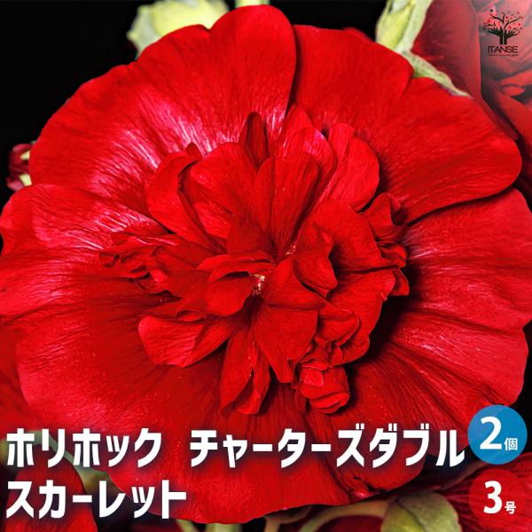 ホリホック チャーターズダブル スカーレット 花苗 3号/お買い得2個セット 花苗 花 生け花 切花...