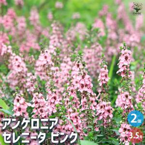 ビオラ 神戸べっぴんさん 夢紡ぎ アソート 3.5号ポット苗 寄せ植え